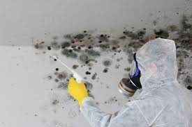 Mold Documentation for Insurance Claims in Westwood, CA